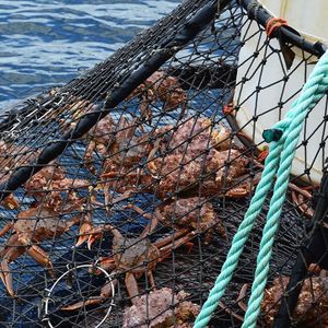 L'an dernier, les groupes agroalimentaires japonais ont importé pour 1,1 milliard d'euros de crustacés et de poissons russes.
