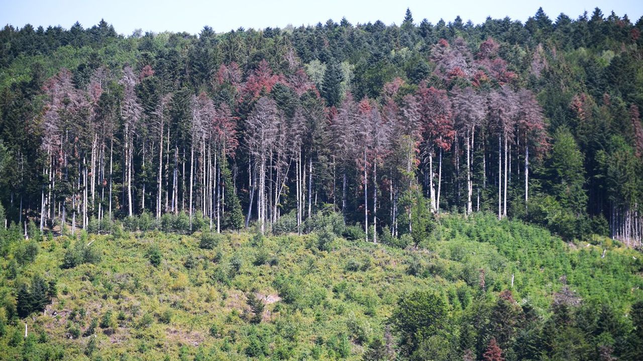 Cambio climático: estos bosques franceses que ya no absorben carbono