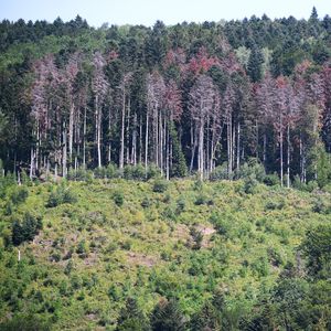 Les forêts, qui représentent près d'un tiers de la surface du territoire métropolitain, perdent progressivement leur capacité de stockage de carbone.