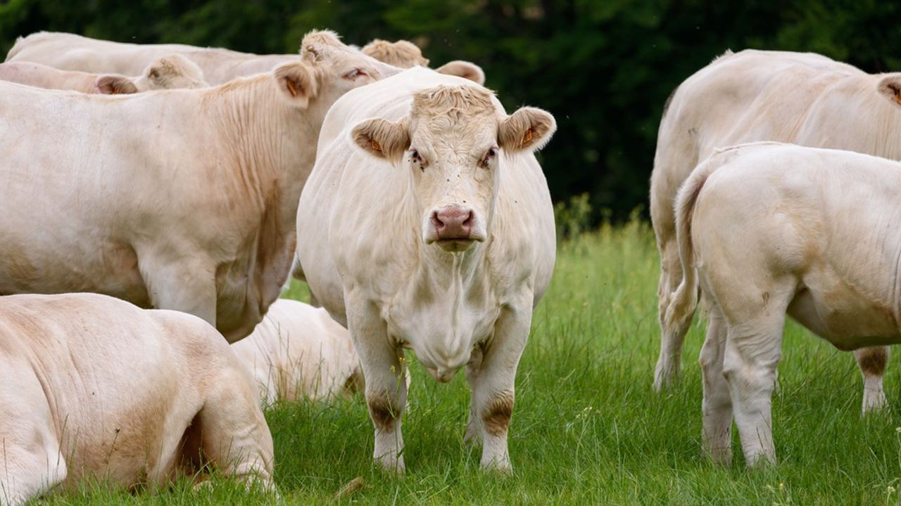 En 2022, la France a battu des records d'importation de viande bovine, à 390.000 tonnes, soit l'équivalent d'un quart de la consommation.