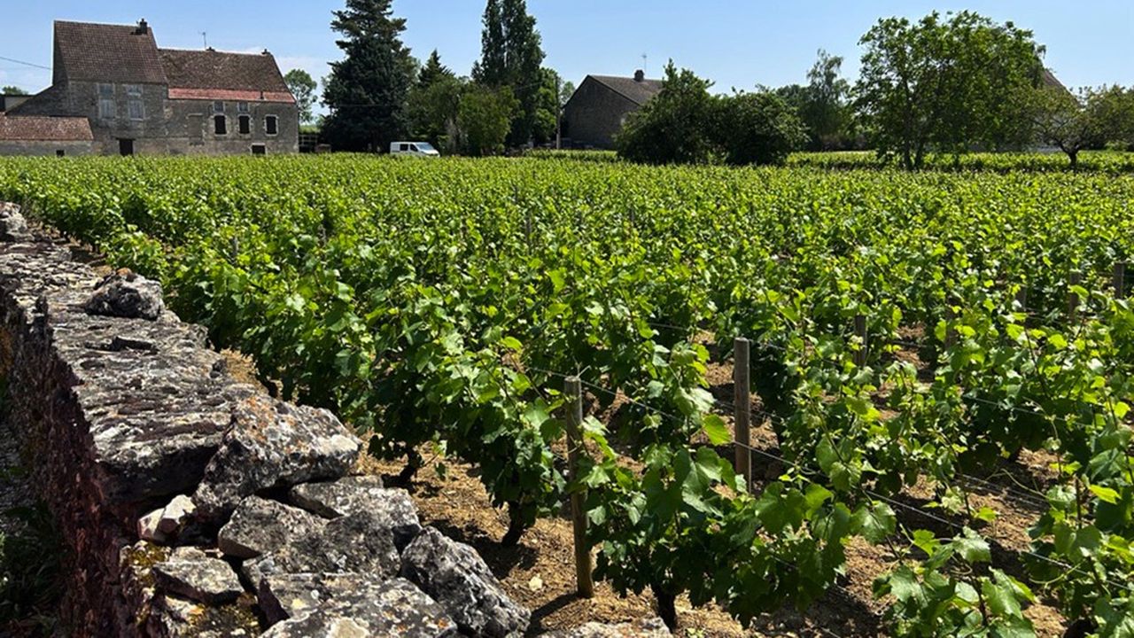 En Bourgogne-Franche-Comté, les Caisses d'Epargne revendiquent 600 domaines viticoles clients sur un total de 3.300.