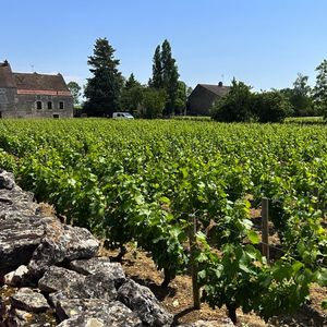 En Bourgogne-Franche-Comté, les Caisses d'Epargne revendiquent 600 domaines viticoles clients sur un total de 3.300.