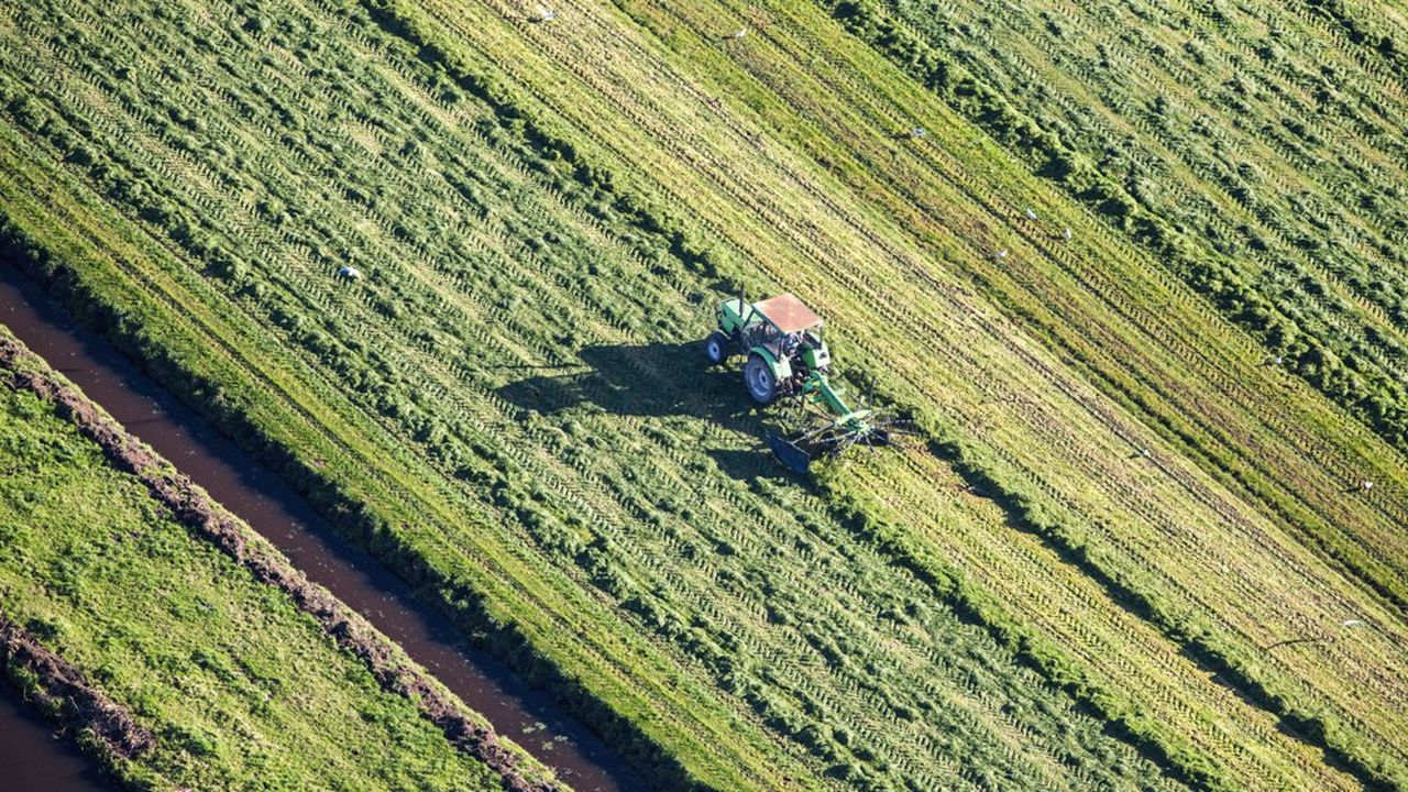 Aux Pays-Bas, Le Gouvernement Et Les Agriculteurs échouent à Dégager ...