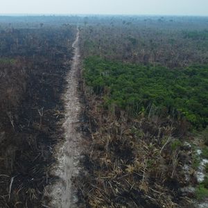 Particulièrement malmené durant le mandat de Jair Bolsonaro, le Brésil est le pays le plus touché par la déforestation.