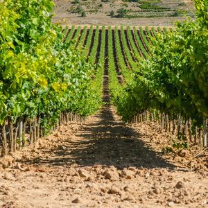 Un vignoble typique de la route du Douro, la troisième route du vin la plus fréquentée d'Espagne. Ici non loin de Burgos.