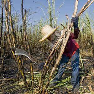 En Thaïlande, les productions de sucre et de riz sont menacées par le phénomène climatique El Niño.