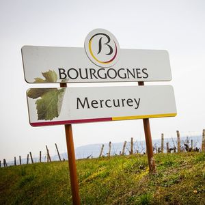L'ODG Mercurey s'étale sur une superficie totale de 650 hectares, plantée sur 550 hectares en Pinot Noir (85 %) et 100 hectares en Chardonnay (15 %)