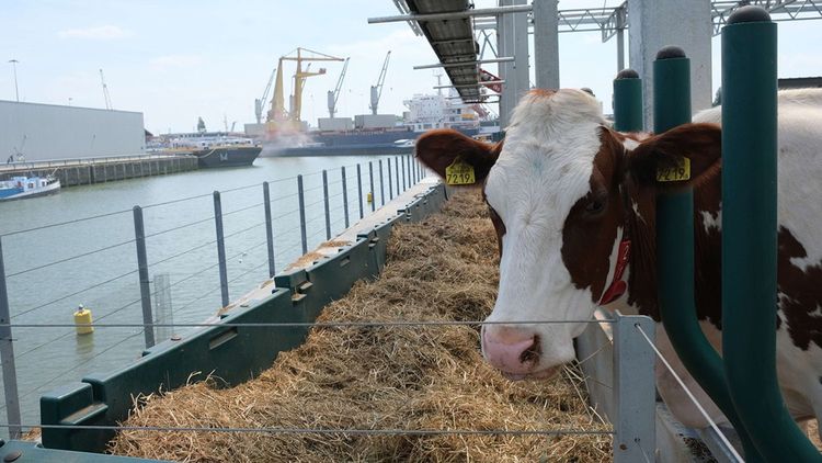 Ferme laitière flottante futuriste de trois étages amarrée dans le port de Rotterdam, aux Pays-Bas.