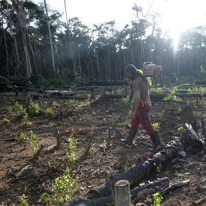 L'une des raisons de la déforestation tient au développement des cultures de coca, ingrédient de base de la cocaïne dont la Colombie est le premier producteur mondial.