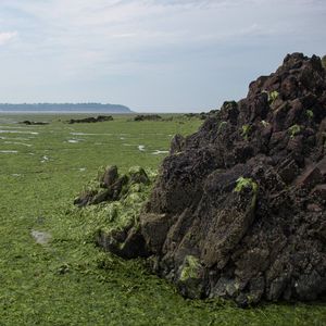 Pour la justice, la lutte contre les algues vertes doit désormais passer par un renforcement des contrôles et du respect de la législation.