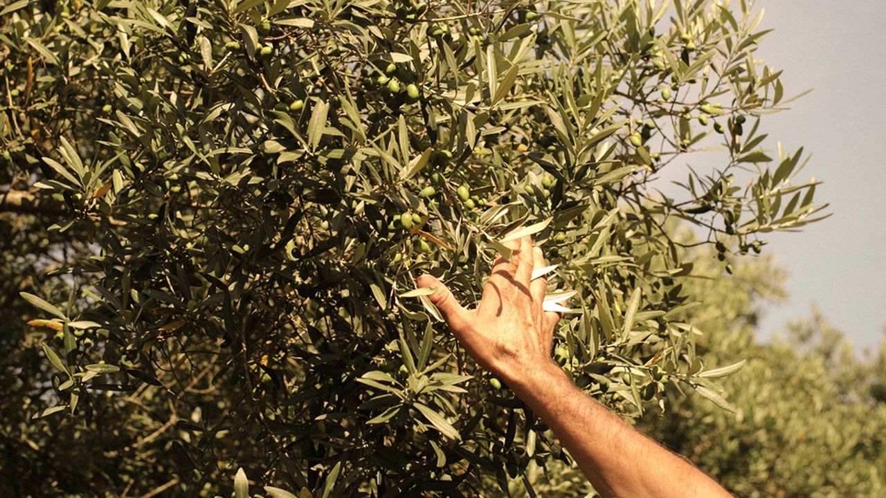 Cómo el aceite de oliva se convirtió en la nueva pasión de los gourmets