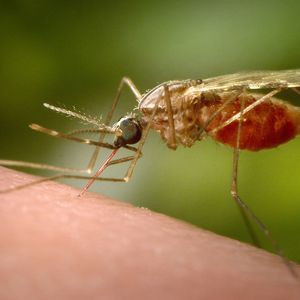 Le paludisme est une maladie causée par un parasite du genre Plasmodium, essentiellement transmis à l'humain par la piqûre d'un moustique, l'anophèle femelle.