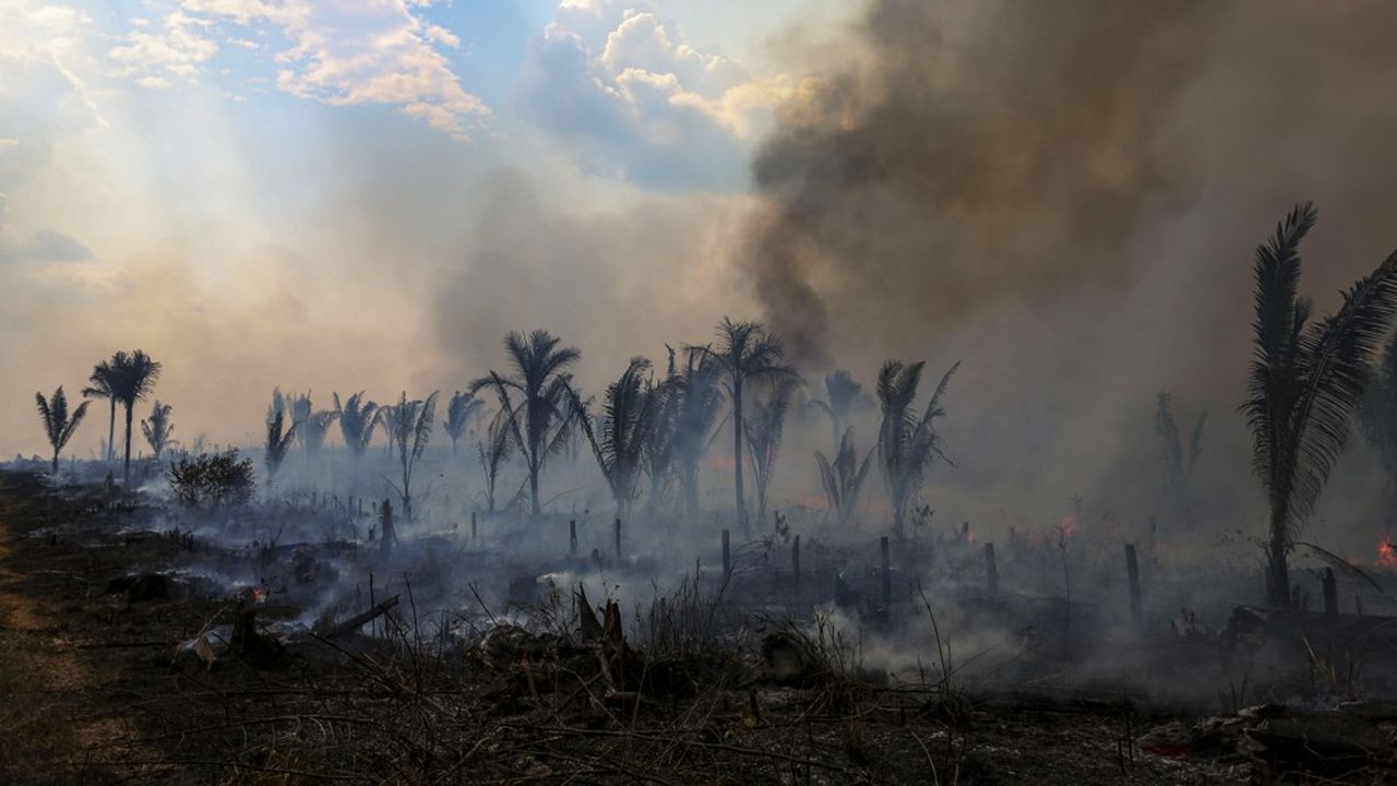 La déforestation en Amazonie a diminué de 31 % entre janvier et mai par rapport à l'année dernière, depuis l'arrivée au pouvoir du président Lula.