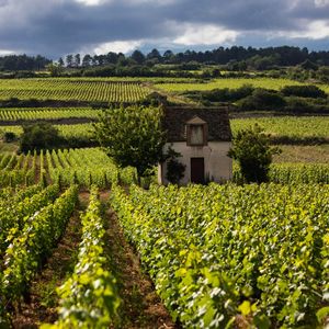 Pour les prochaines vendanges, en Bourgogne, le potentiel est prometteur, selon le ministère de l'Agriculture.