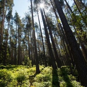 De 8 à 10 milliards d'euros sur dix ans seront nécessaires pour sauvegarder la forêt française, estime le Conseil supérieur de la forêt et du bois (CSFB).