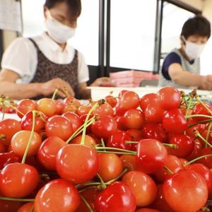 Des collectivités du nord du Japon ont assoupli les règles de travail de leurs employés pour leur permettre d'aller épauler les exploitants agricoles de la région.