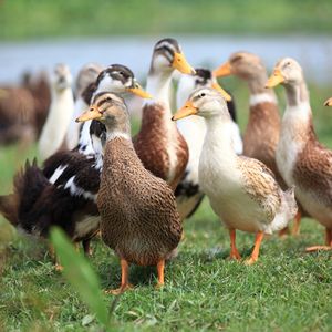60 millions de canards seront vaccinés à partir du 1er octobre pour un coût de 90 millions d'euros.