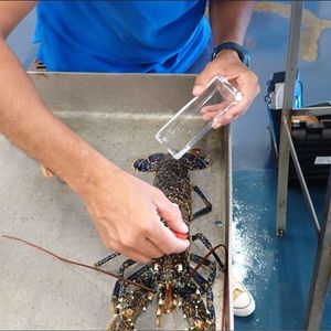 20 homards ont été équipés de balise acoustique pour suivre leurs déplacements.