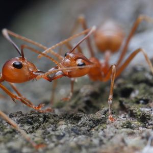 En Sicile, 88 nids de fourmis électriques ont été identifiés.