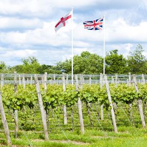 Les surfaces de vignes ont plus que doublé en huit ans en Angleterre, pour atteindre 4.600 hectares en 2023.