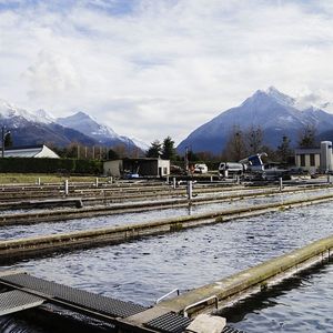 La coopérative exploite 41 piscicultures dans le sud-ouest de la France.