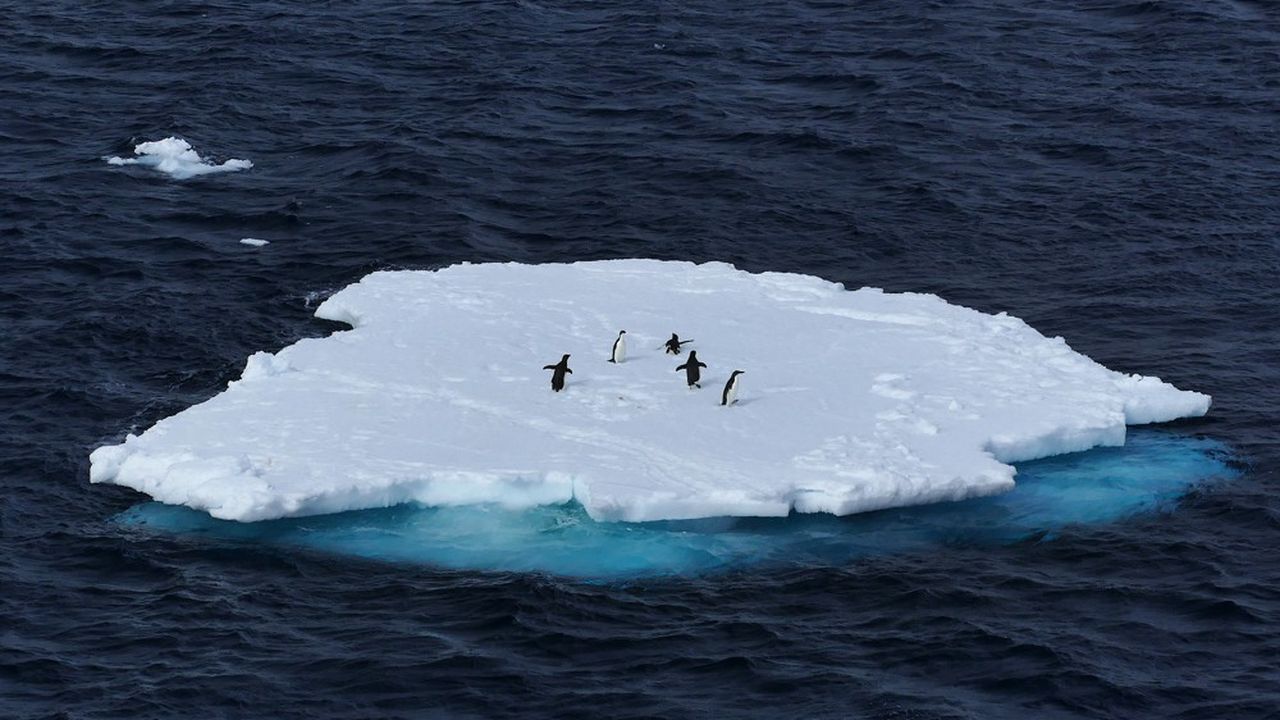 La banquise antarctique
