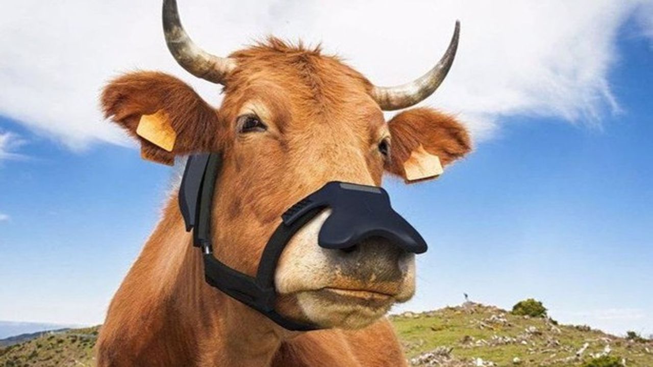 Vache portant un masque qui capte le méthane
