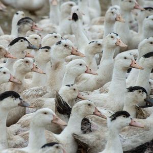 Au total, près de 64 millions de canards vont être vaccinés, le ministère ayant décidé d'élargir la campagne de vaccination.