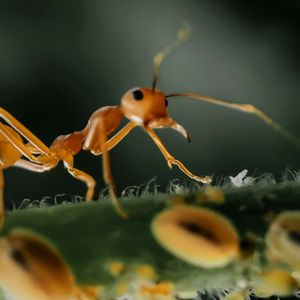 Electric ant with other small insects