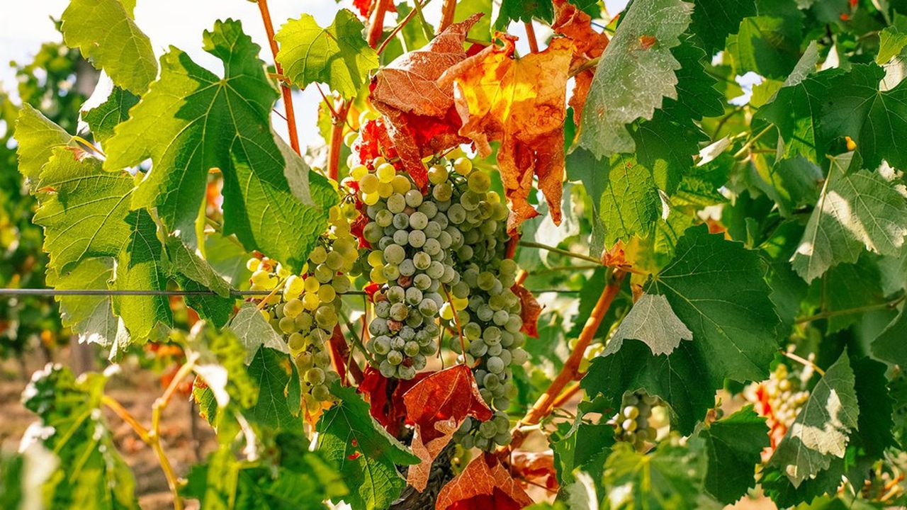 Le lien entre sécheresse et accélération du dépérissement de la vigne n'a pas encore été établi scientifiquement. Mais les viticulteurs bourguignons le constatent.