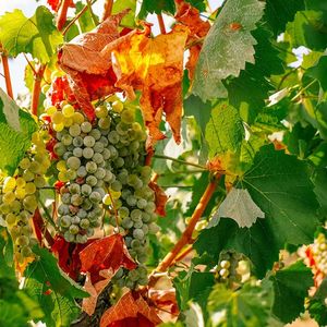 Le lien entre sécheresse et accélération du dépérissement de la vigne n'a pas encore été établi scientifiquement. Mais les viticulteurs bourguignons le constatent.