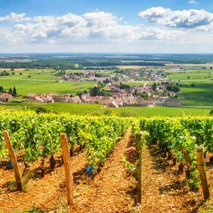 Les viticulteurs et négociants bourguignons viennent de boucler des vendanges plus que prometteuses, en qualité et en quantité.