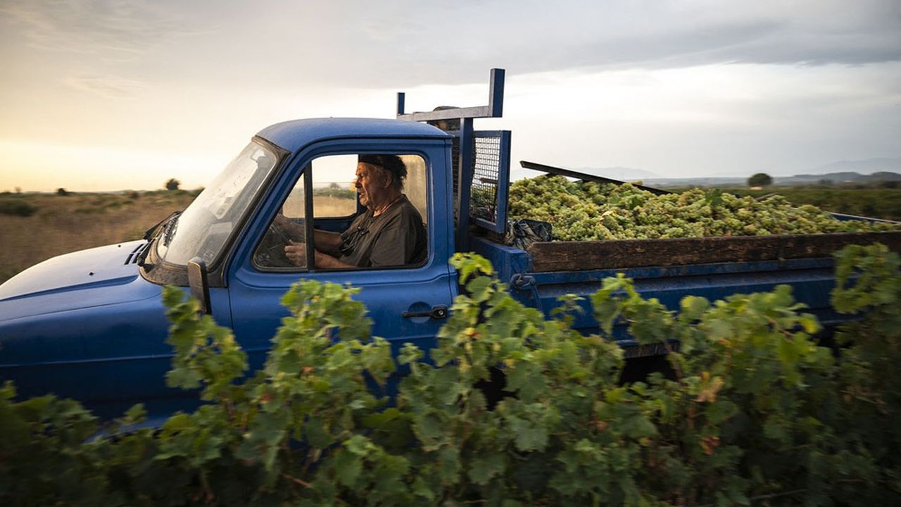 Les coopératives réunissent 60 % des vignerons, qui exploitent 40 % du vignoble. Beaucoup sont des exploitants modestes, qui exploitent 7 à 8 hectares.