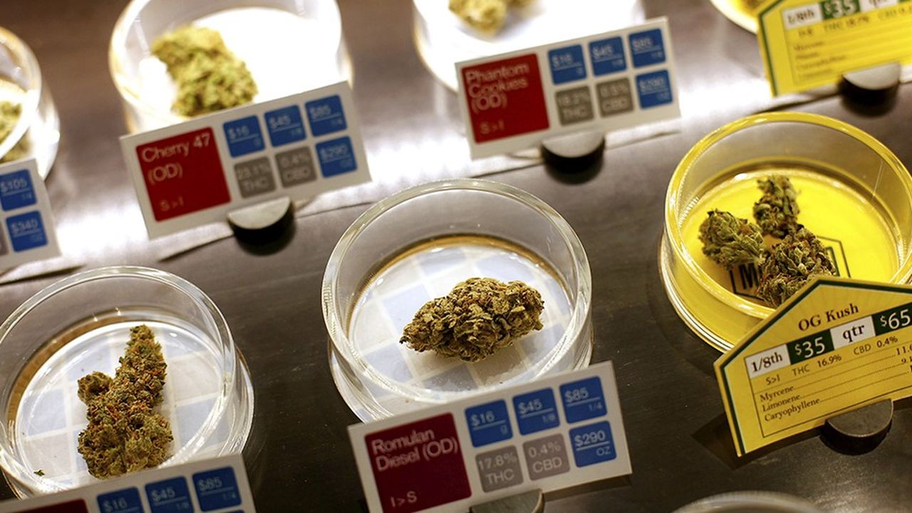 Des échantillons de cannabis dans un dispensaire de San Francisco. La santé et Internet sont les deux domaines qui attirent le plus les investisseurs.