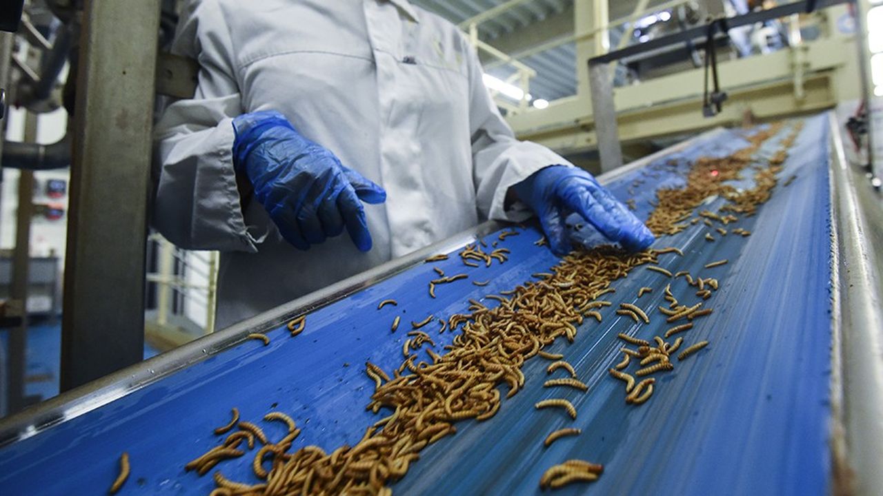 Avec ses 110 millions d'euros levés, Ynsect va construire une nouvelle usine de production de protéines à base d'insectes.