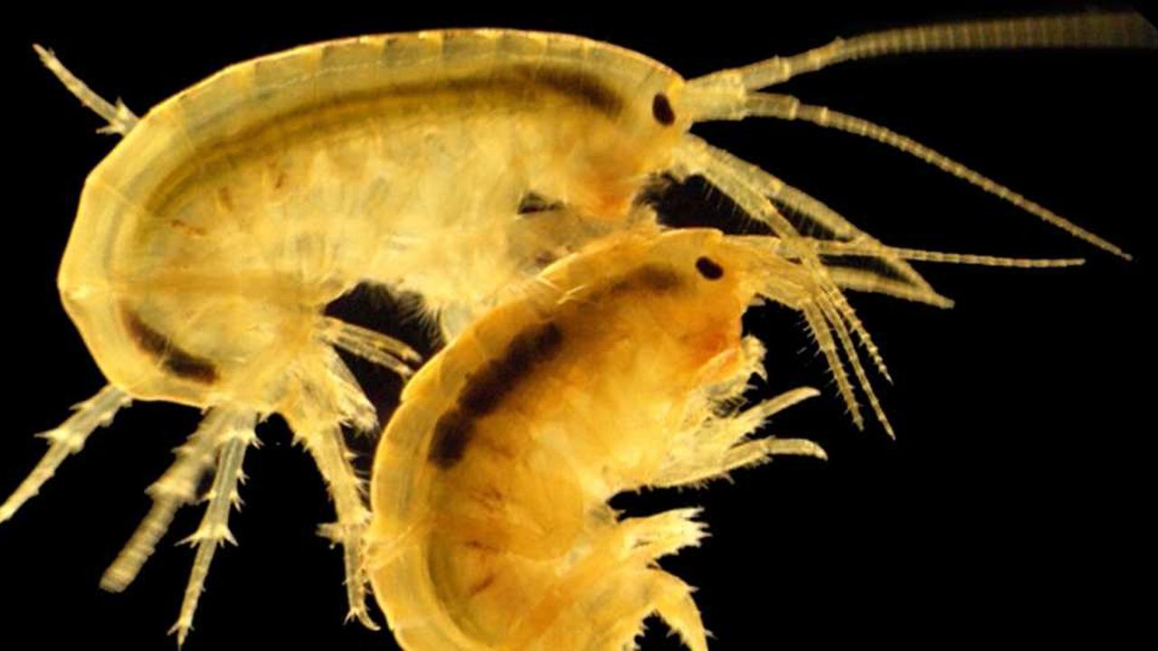 Biomae traque les eaux toxiques avec des crevettes sentinelles