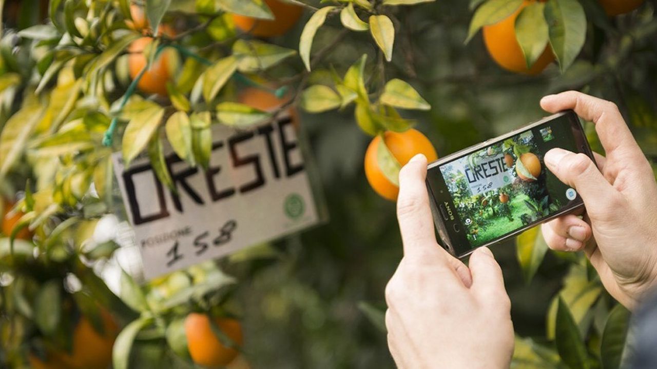 La start-up italienne Biorfarm permet à ses clients d'adopter un arbre pour suivre sa production de fruits et les recevoir à maturité.