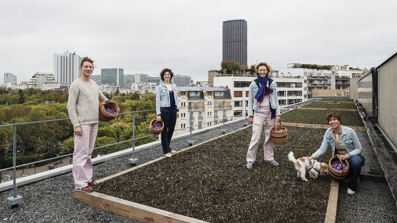 BienElevées, le safran cultivé sur les toits par 4 soeurs