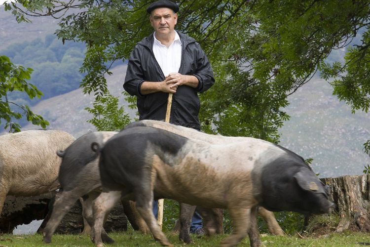 L'une des grandes fiertés de Pierre Oteiza est le sauvetage de la race de porcs kintoa.