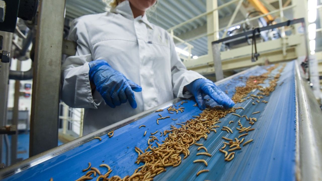 Dans le projet FARMYNG, Ynsect lorgne sur un potentiel de production de 200.000 tonnes de protéines d'insectes par an.