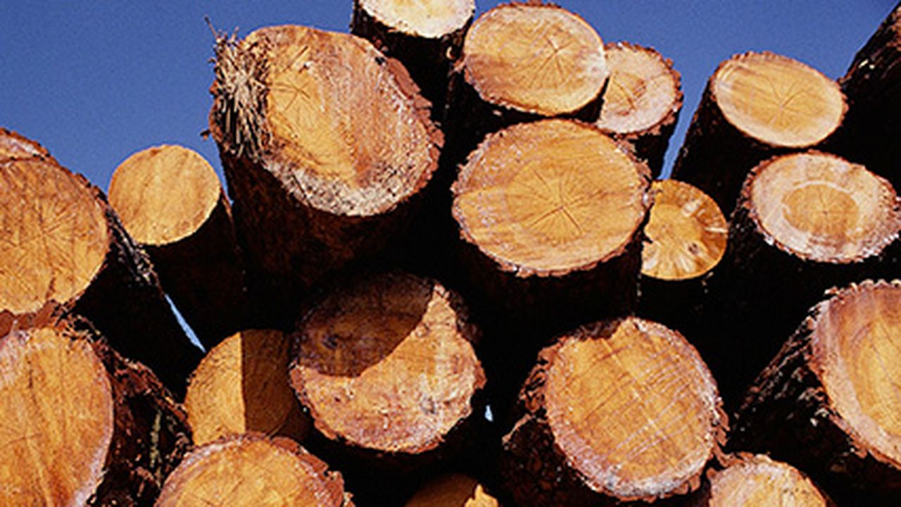 Délais de paiement dérogatoires dans le secteur des bois ronds