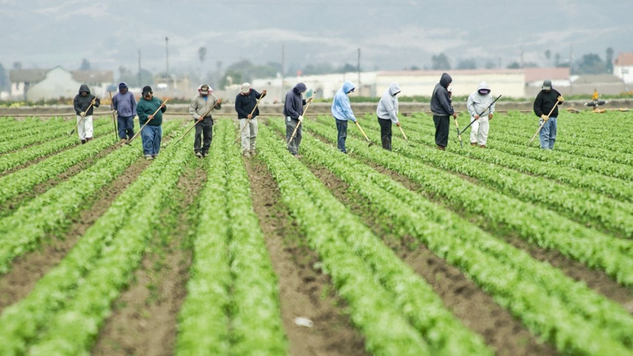 Travailleurs occasionnels agricoles : 2 ans de sursis pour l’exonération spécifique !