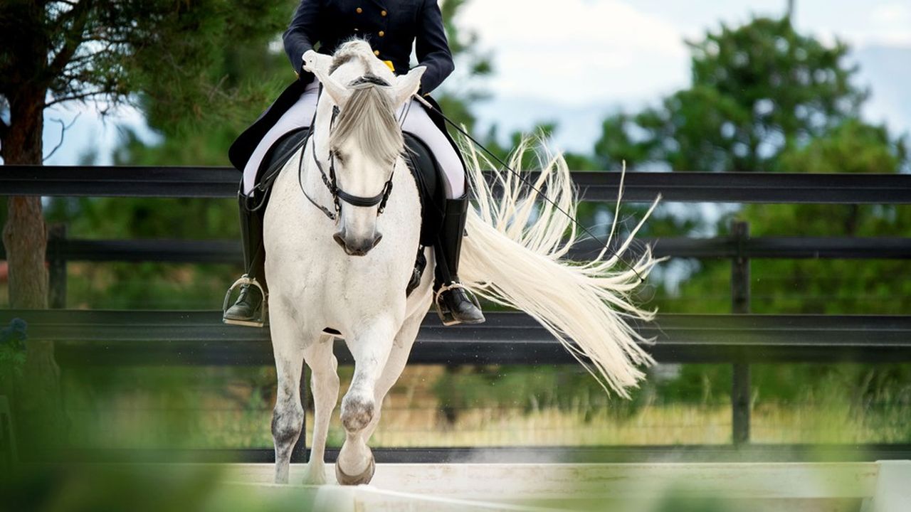 La sellerie, située à Lecousse en Bretagne, est spécialisée dans la vente de matériel d'équitation aux cavaliers pratiquant la course d'endurance.