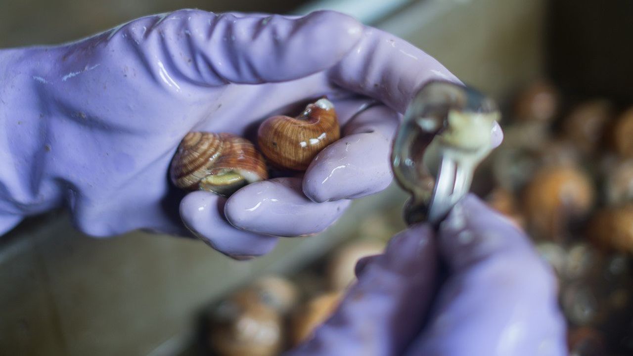 La conserverie Jacot Billey est la dernière en France à travailler l'escargot de Bourgogne vivant.