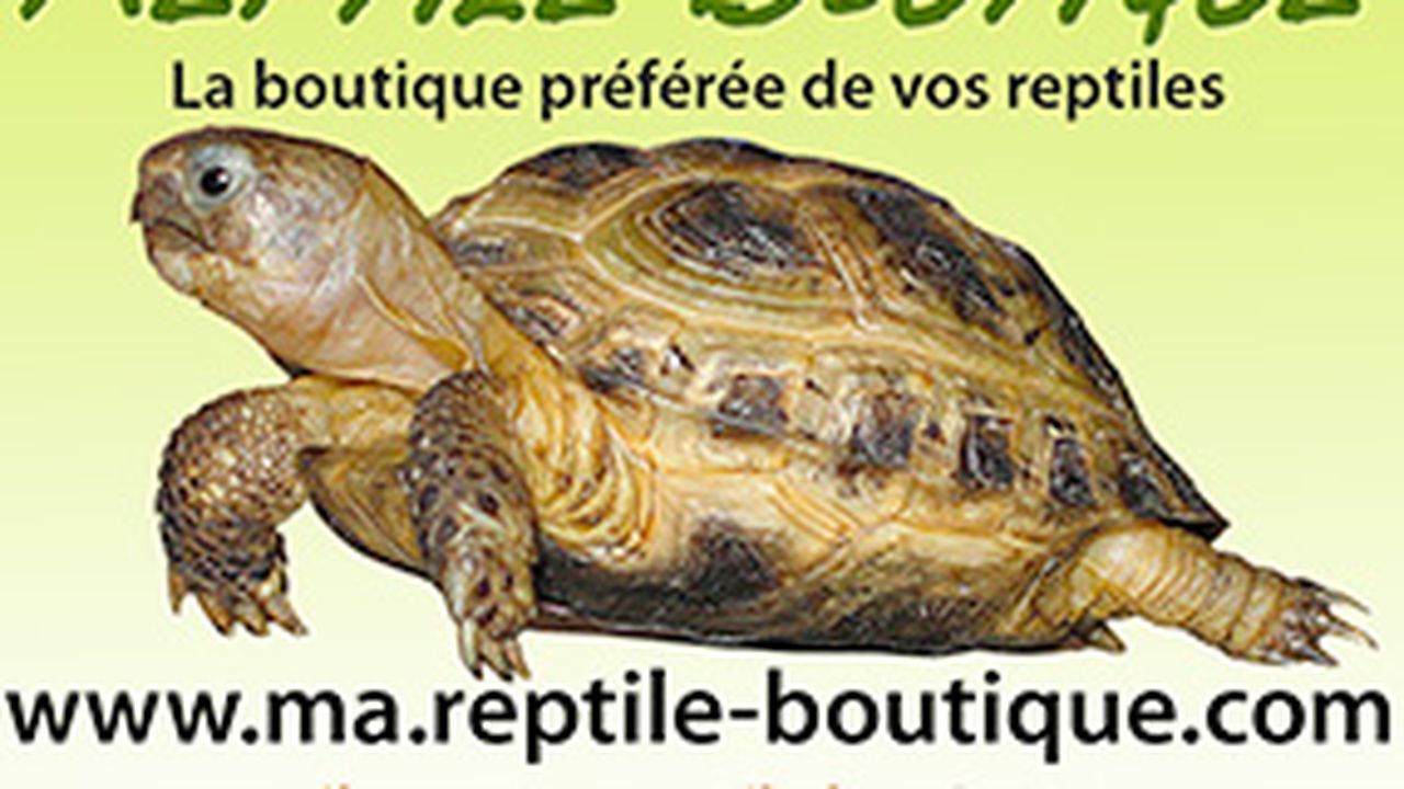 Reptile-boutique.com : Une e-boutique pour amateurs de reptiles