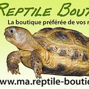 Reptile-boutique.com : Une e-boutique pour amateurs de reptiles