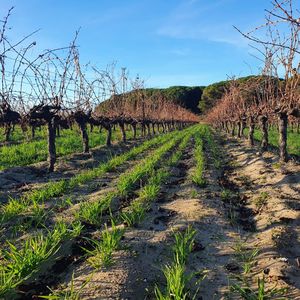 Le terroir des vins Sable de Camargue est réparti sur 14 communes dans le Gard, l'Hérault et les Bouches-du-Rhône.