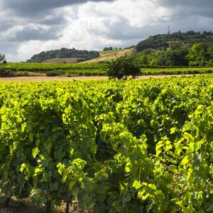 La viticulture est, avec le tourisme, le poumon économique de l'Aude.