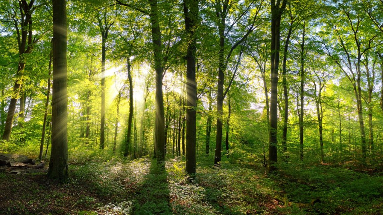 Pétition · Préservons la gestion durable des forêts françaises en