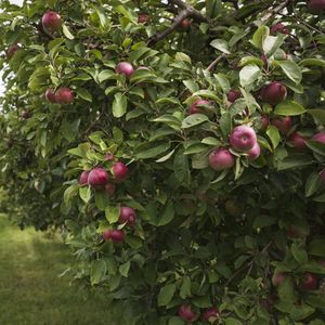 En moyenne, selon les années, entre 16 % à 22 % des stocks de pommes tombent dans l'escarcelle des industriels Andros, Materne, St Mamet ou Kerry, qui en font des compotes, des jus de fruits ou des surgelés.